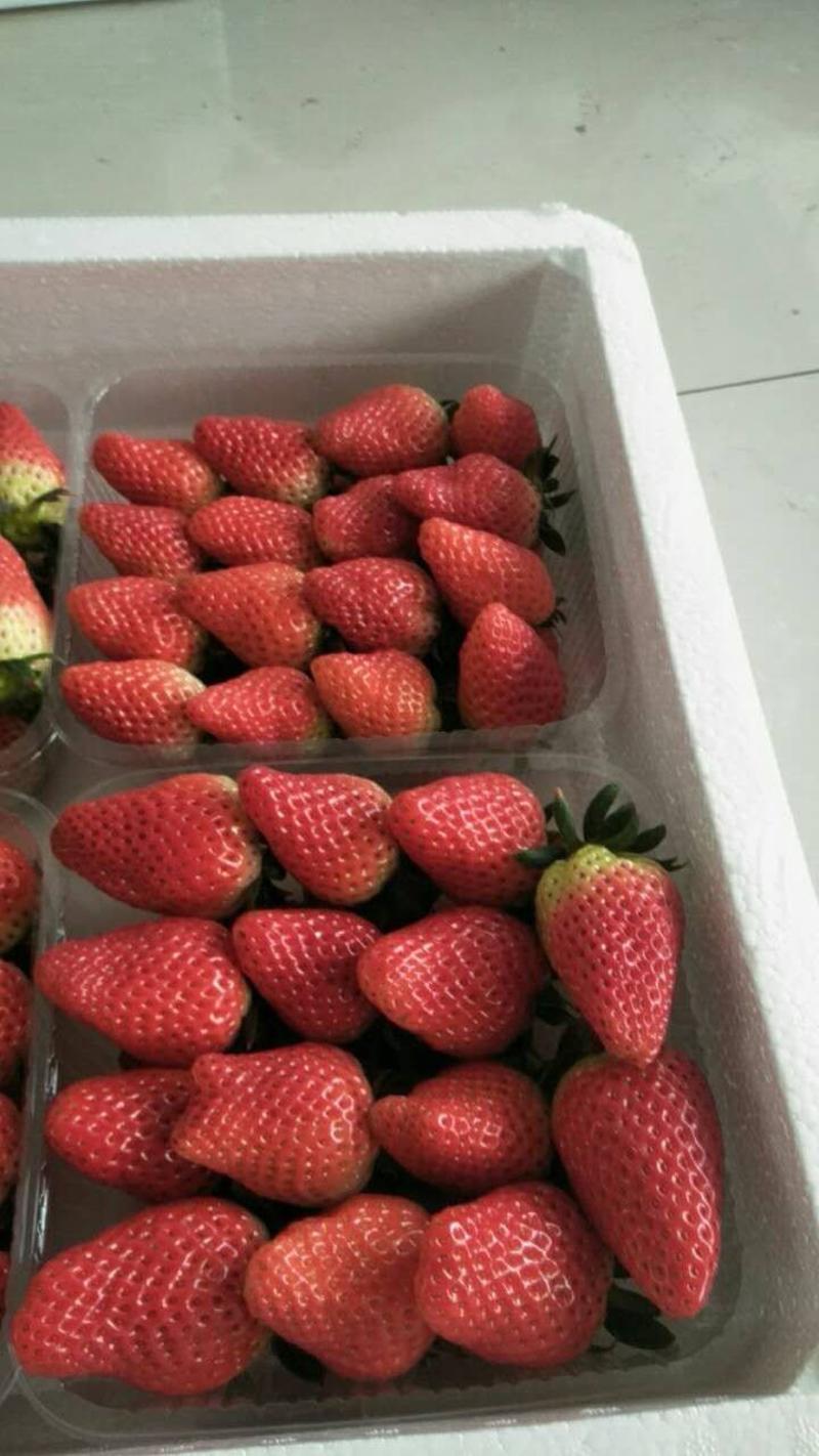 草莓🍓