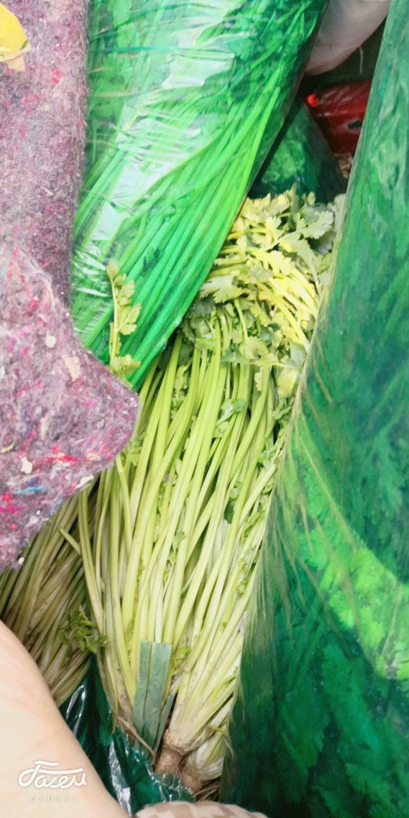 香菜