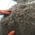 沙藏海棠种子【优选良种，八棱海棠种子，纯手工种子】