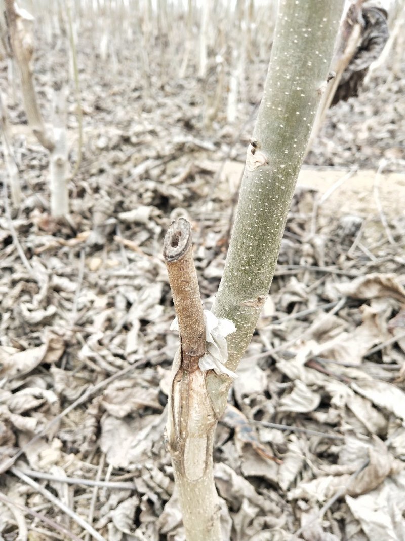 香玲核桃苗50~100cm1~2年