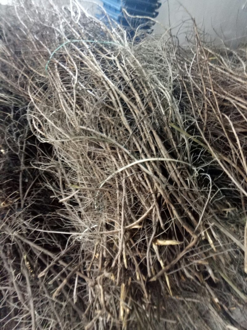 单叶蔓荆子枝条批发，品种纯正高含量品种，江西产地道地药材