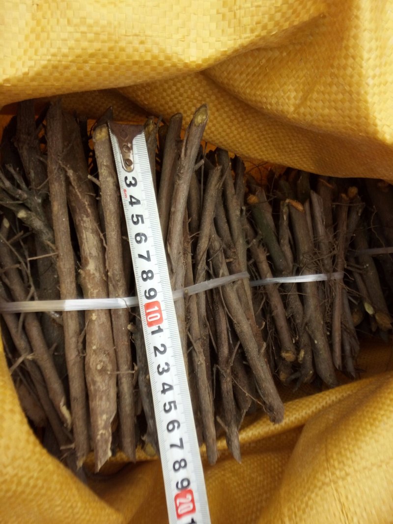单叶蔓荆子枝条批发，品种纯正高含量品种，江西产地道地药材