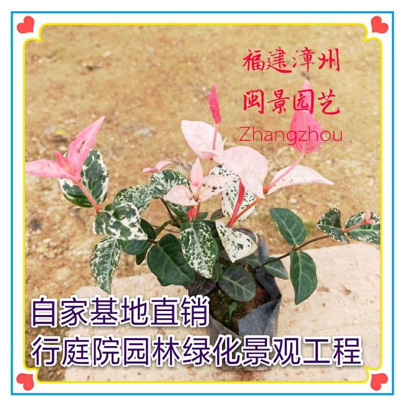 花叶络石高20-25福建漳州闽景园艺场