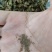 梭鱼草