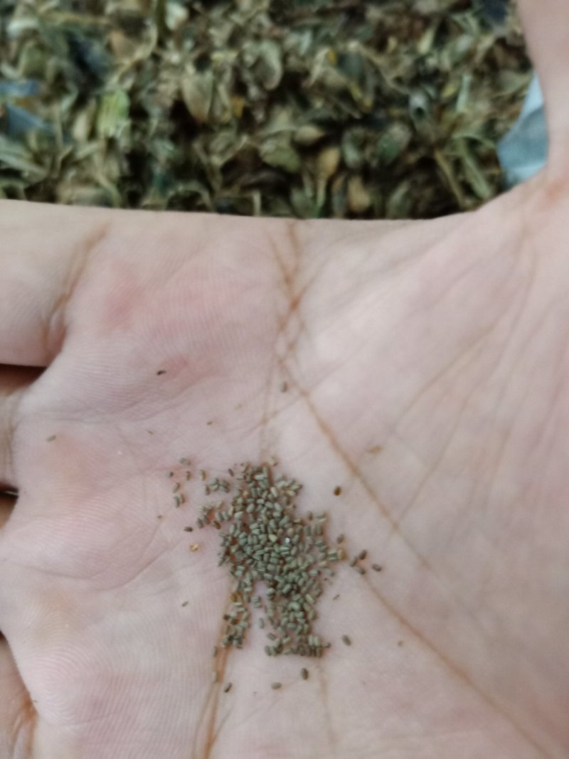 梭鱼草