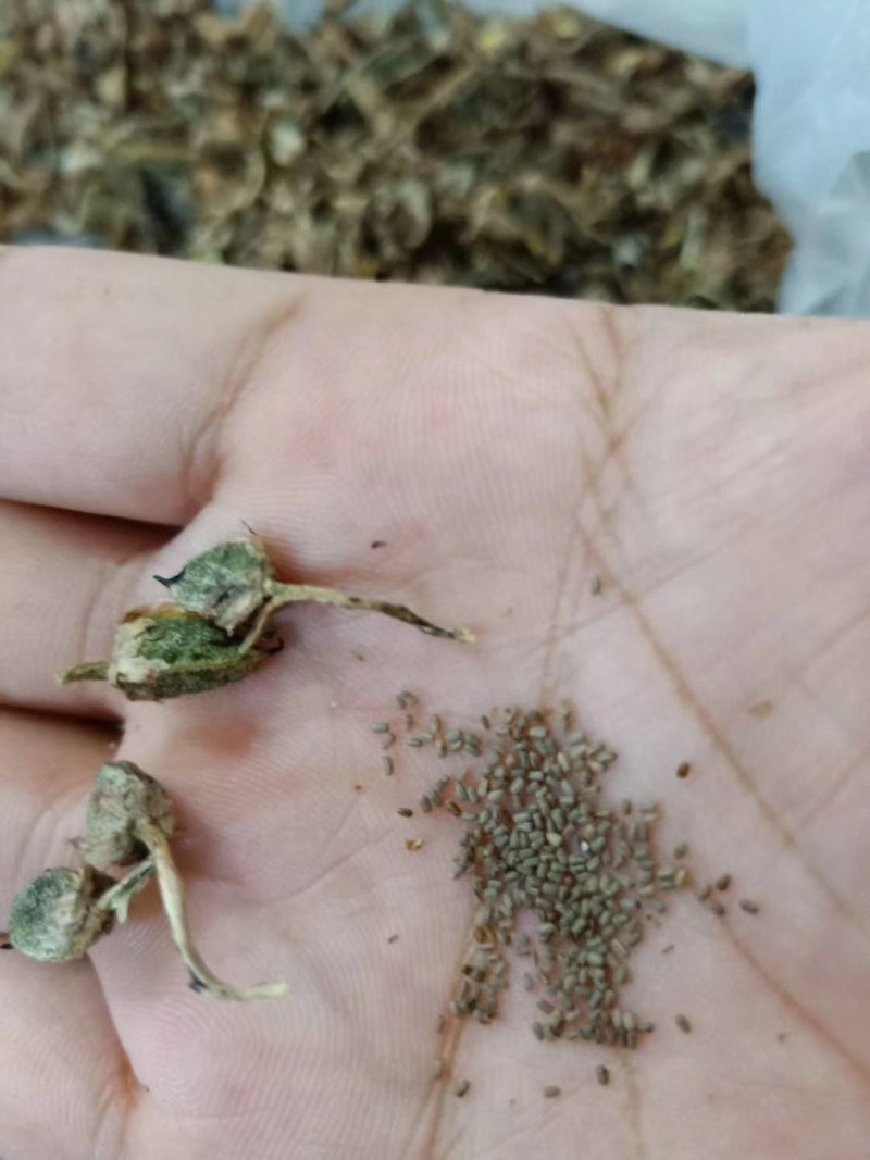 梭鱼草