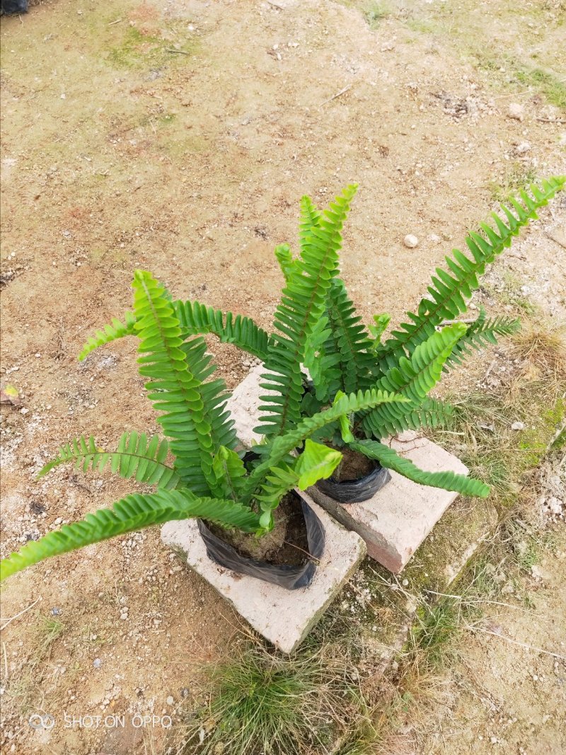 肾蕨排骨草高20到30厘米福建漳州苗木基地