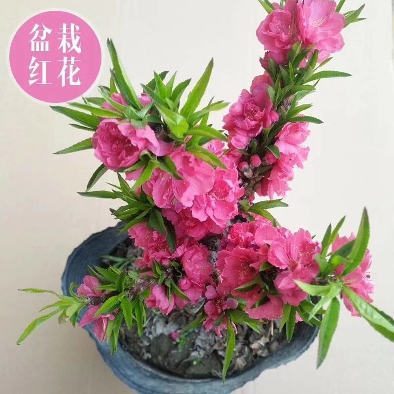 桃梅，寿星桃，寿桃