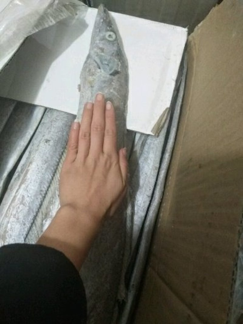 带鱼大小规格都有货哦价格底质量好