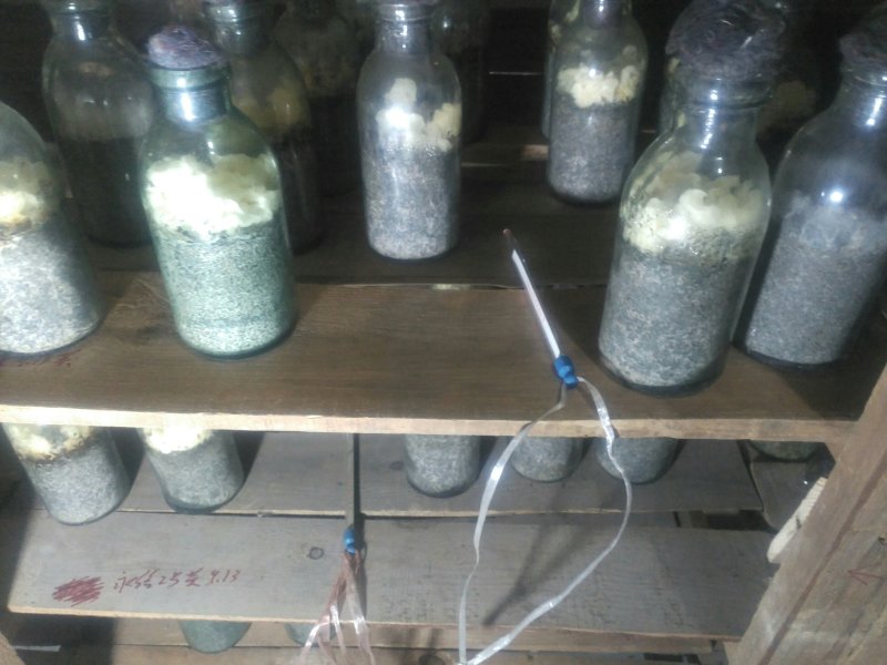 供应菌种羊肚菌椴木银耳黑耳香菇猴头