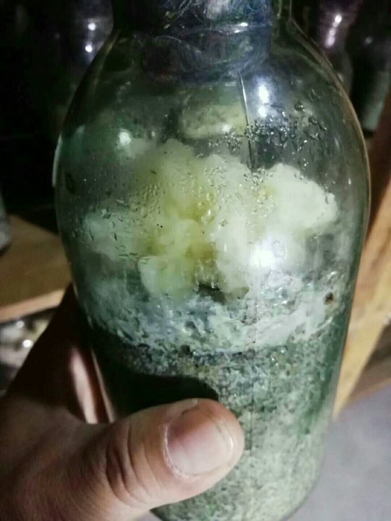 供应菌种羊肚菌椴木银耳黑耳香菇猴头