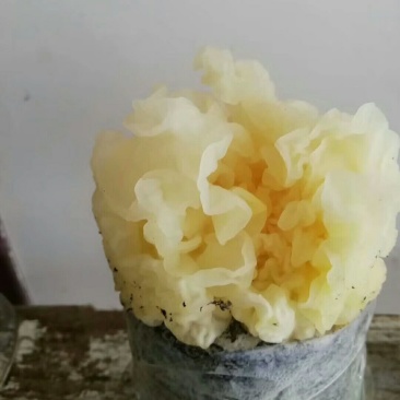 供应菌种羊肚菌椴木银耳黑耳香菇猴头