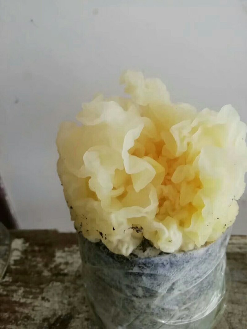 供应菌种羊肚菌椴木银耳黑耳香菇猴头