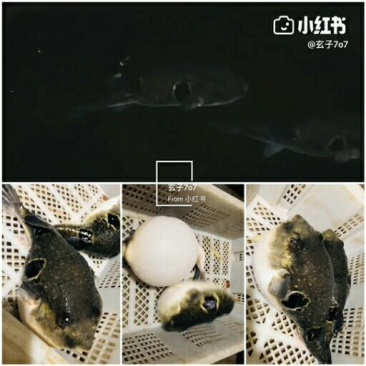 王氏水产