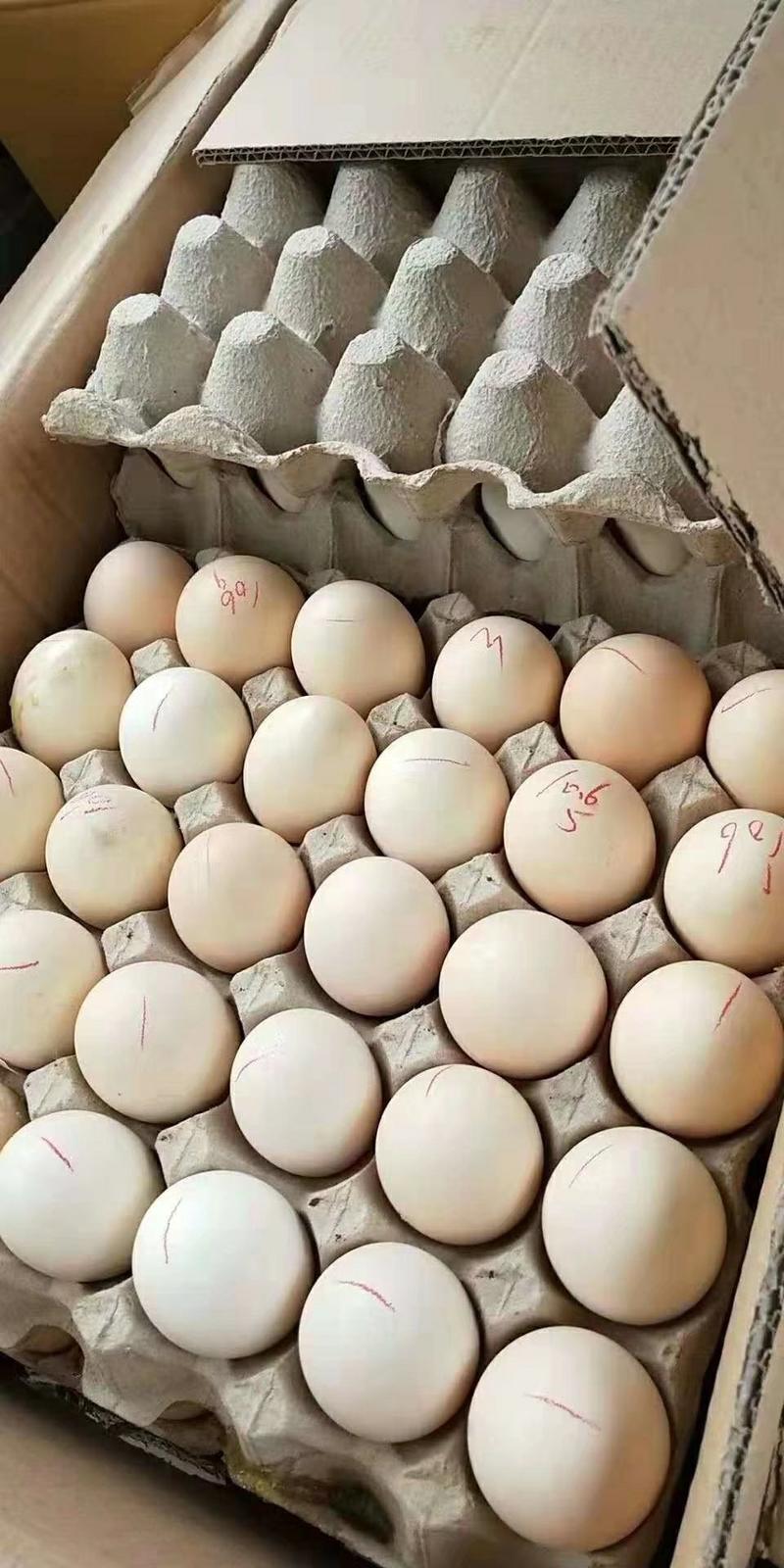 毛鸡蛋无精蛋