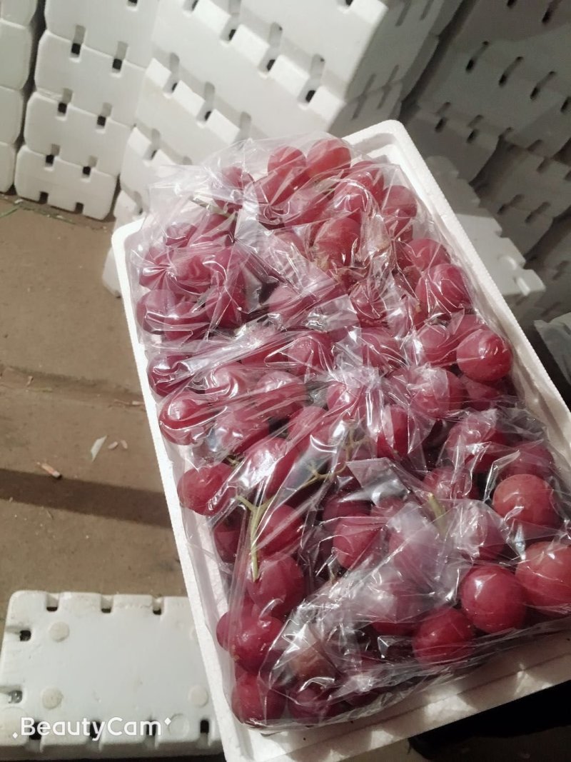 河北红提葡萄颜色好，颗粒大口感甜质量好