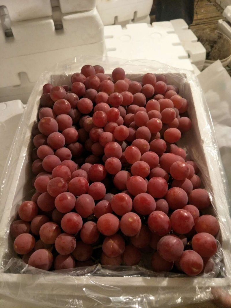 河北红提葡萄颜色好，颗粒大口感甜质量好