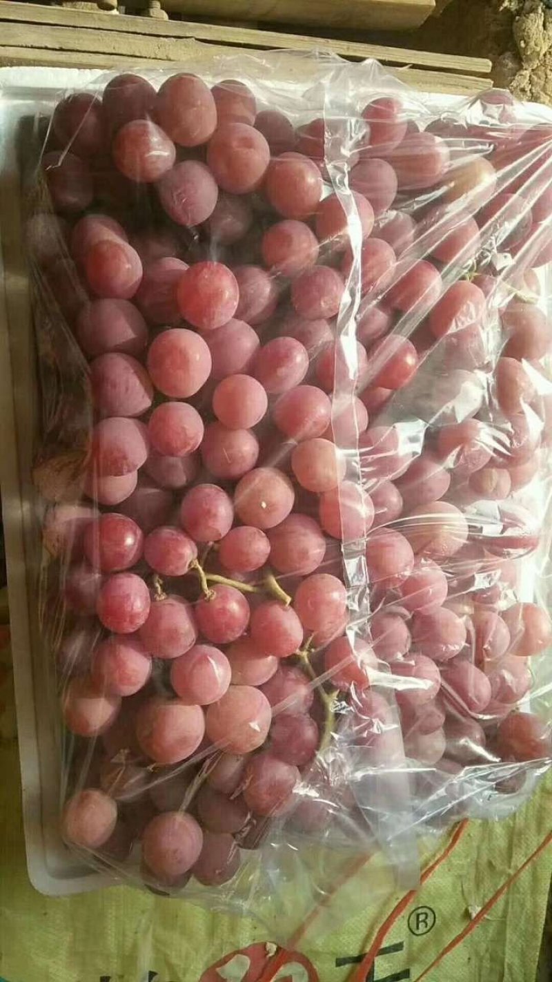 河北红提葡萄颜色好，颗粒大口感甜质量好