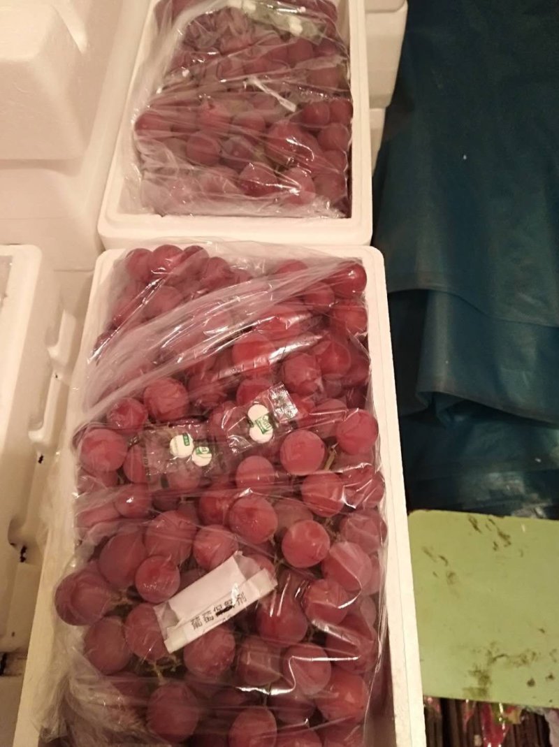 河北红提葡萄颜色好，颗粒大口感甜质量好