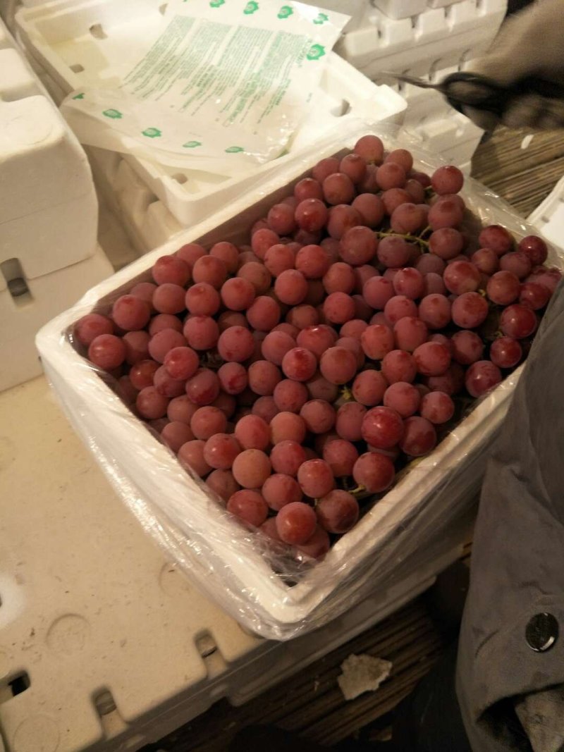 河北红提葡萄颜色好，颗粒大口感甜质量好