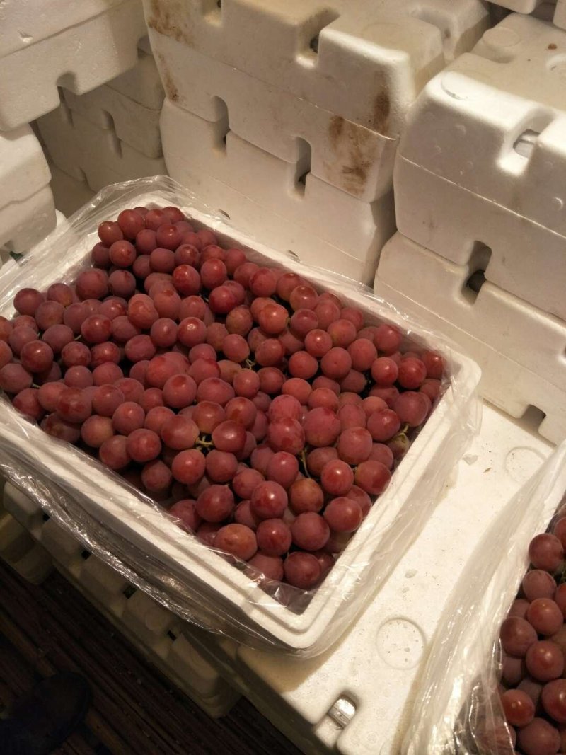 河北红提葡萄颜色好，颗粒大口感甜质量好