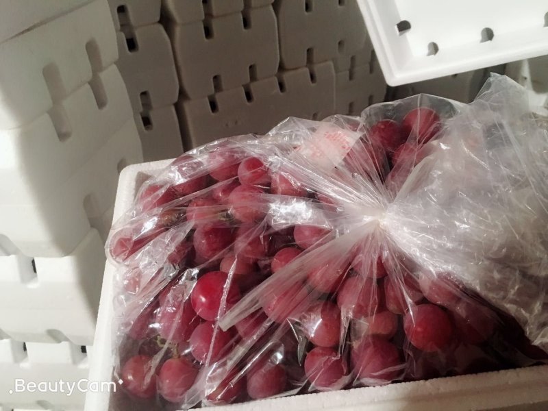 河北红提葡萄颜色好，颗粒大口感甜质量好