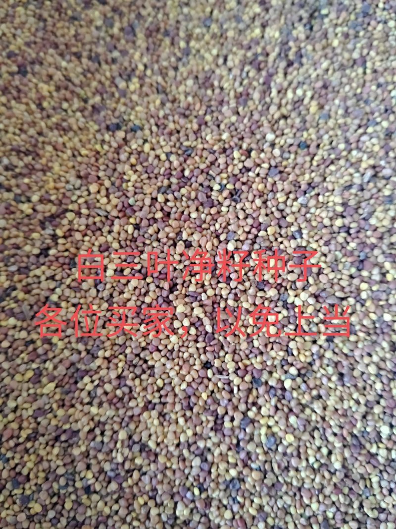 白三叶净籽种子，净籽的，看清楚