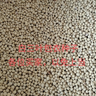 白三叶包衣种子，包衣的，看清楚