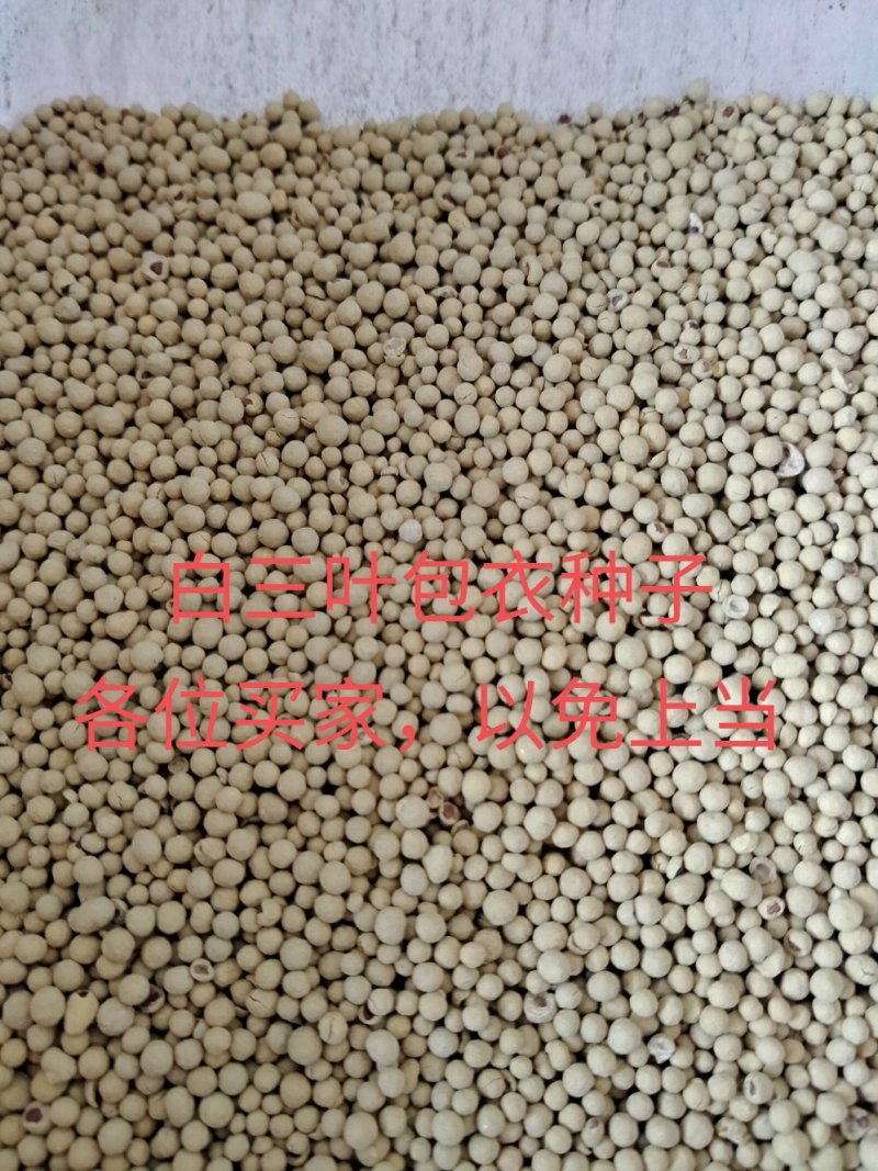 白三叶包衣种子，包衣的，看清楚