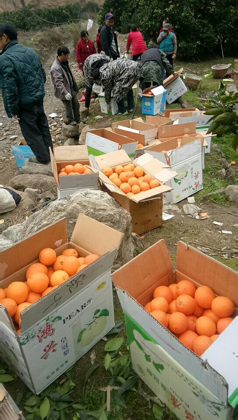 奉节脐橙大量上市中，欢迎新老客户采购