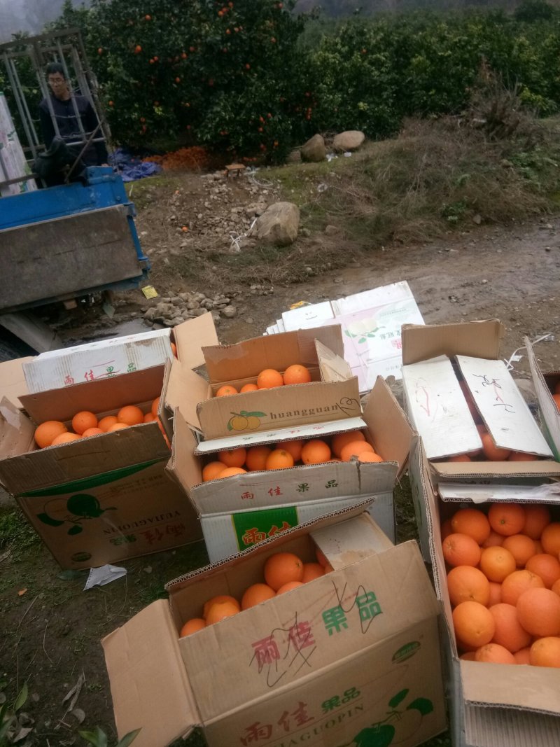 奉节脐橙大量上市中，欢迎新老客户采购