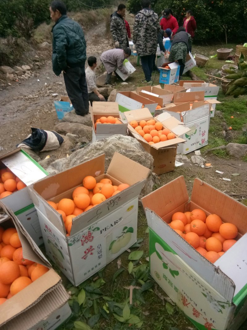 奉节脐橙大量上市中，欢迎新老客户采购
