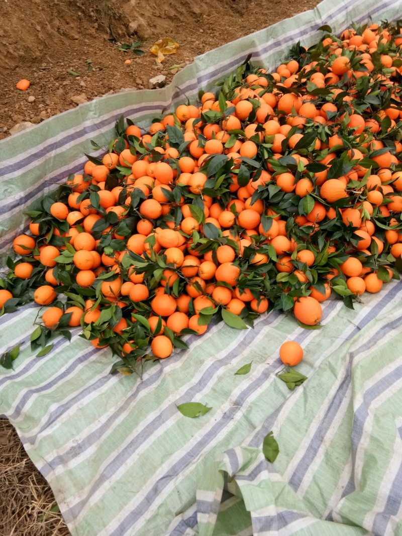 奉节脐橙大量上市中，欢迎新老客户采购