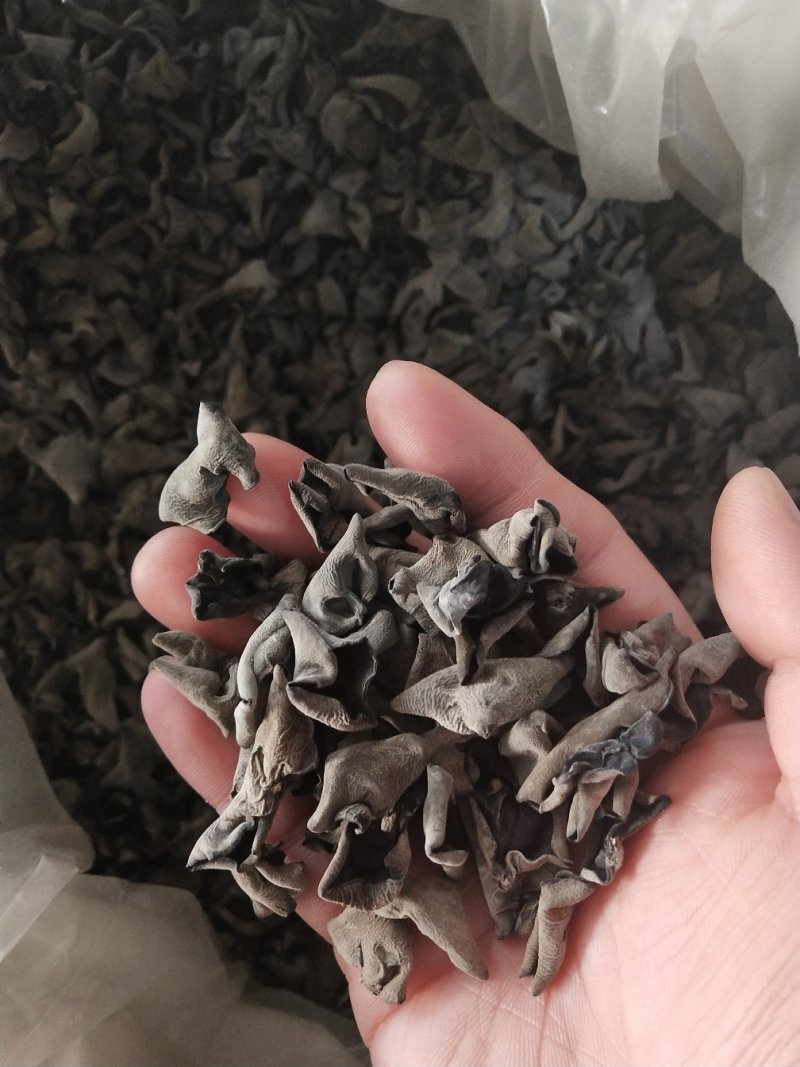 东北秋木耳纯山泉水浇灌散装和礼盒装