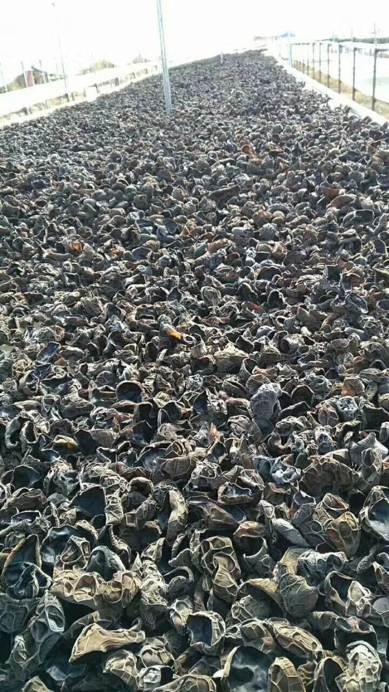 东北秋木耳纯山泉水浇灌散装和礼盒装