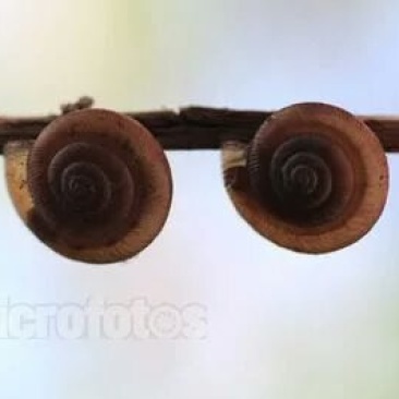 蜗牛壳