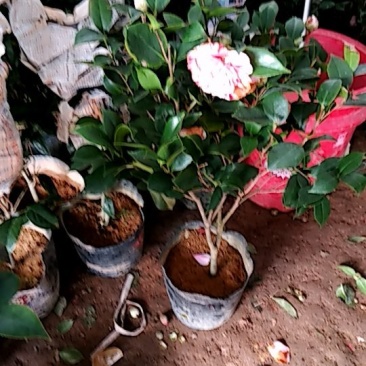 香妃儿茶花带花苞