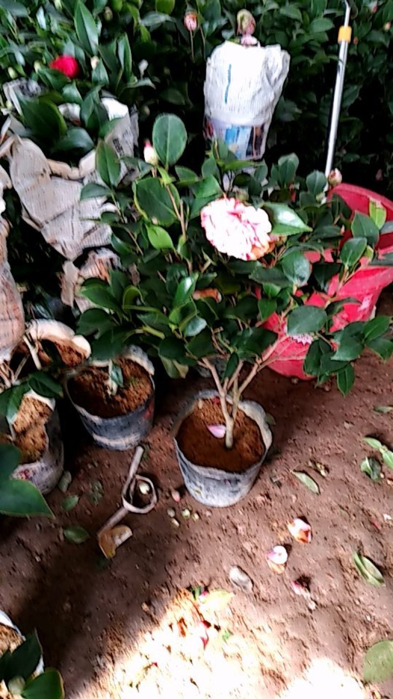 香妃儿茶花带花苞