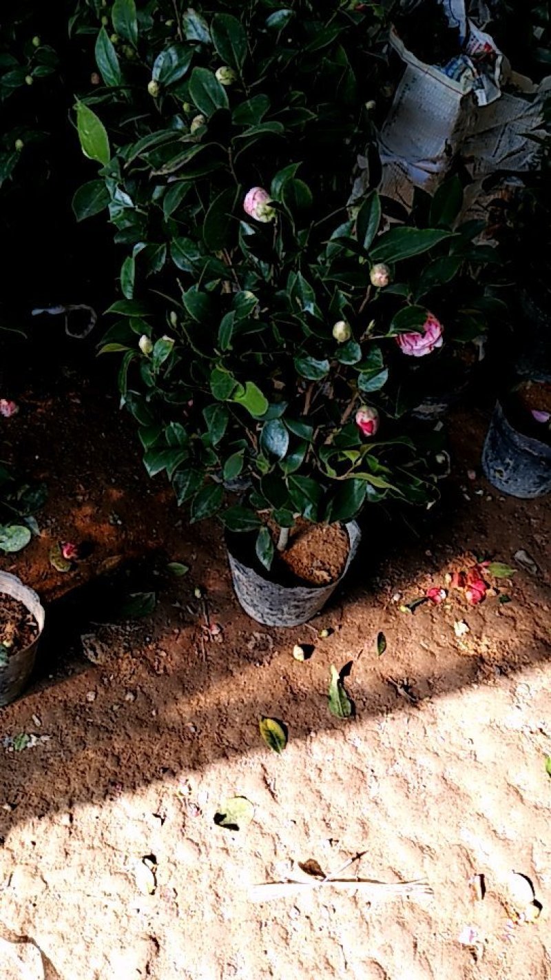 香妃儿茶花带花苞