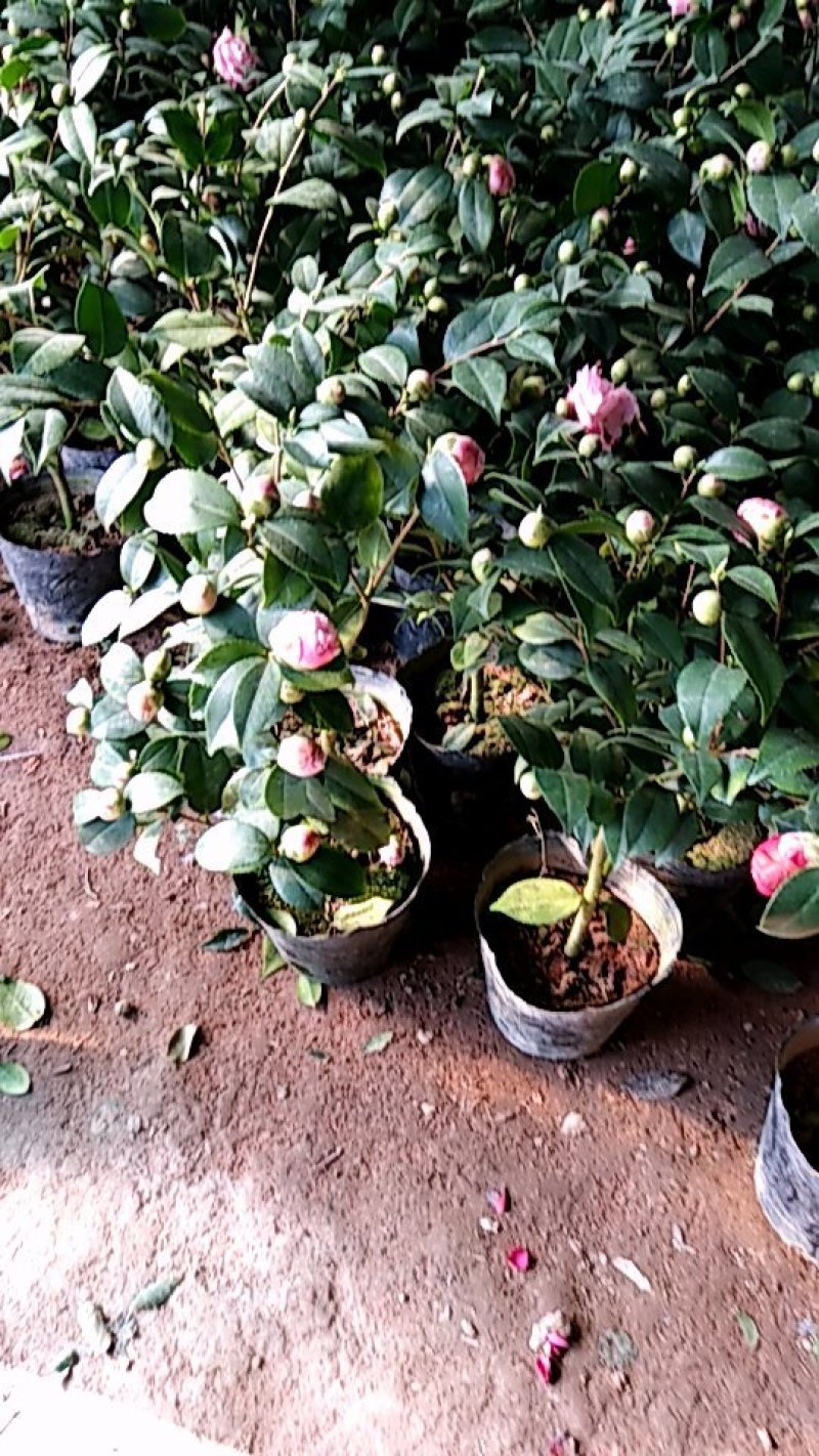 香妃儿茶花带花苞
