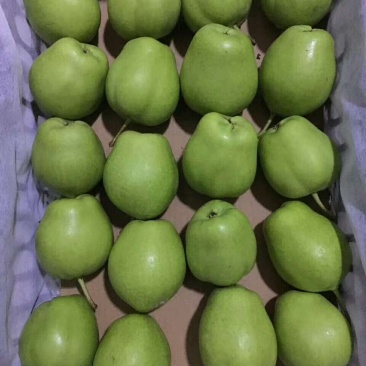 陕西，早酥梨，红香梨，酥梨，大量出库