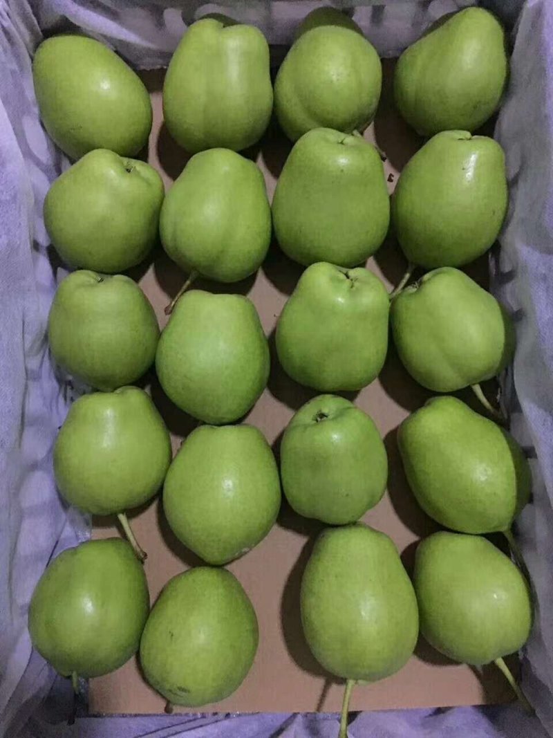 陕西，早酥梨，红香梨，酥梨，大量出库