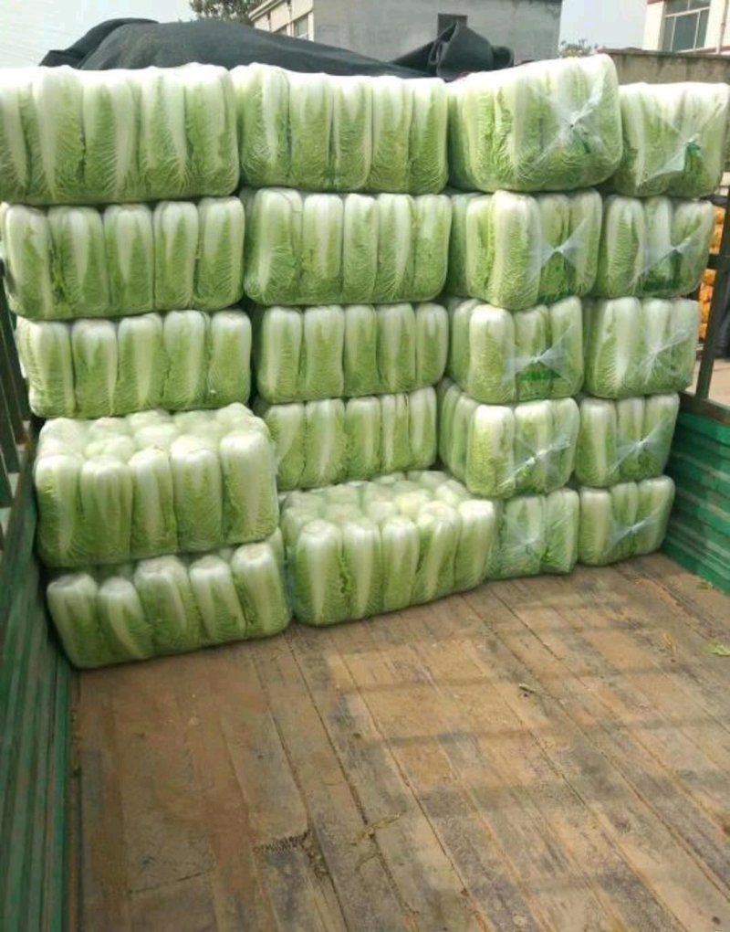 大白菜河北省昌黎县，质量可靠，品质值得信赖，欢迎新老客户