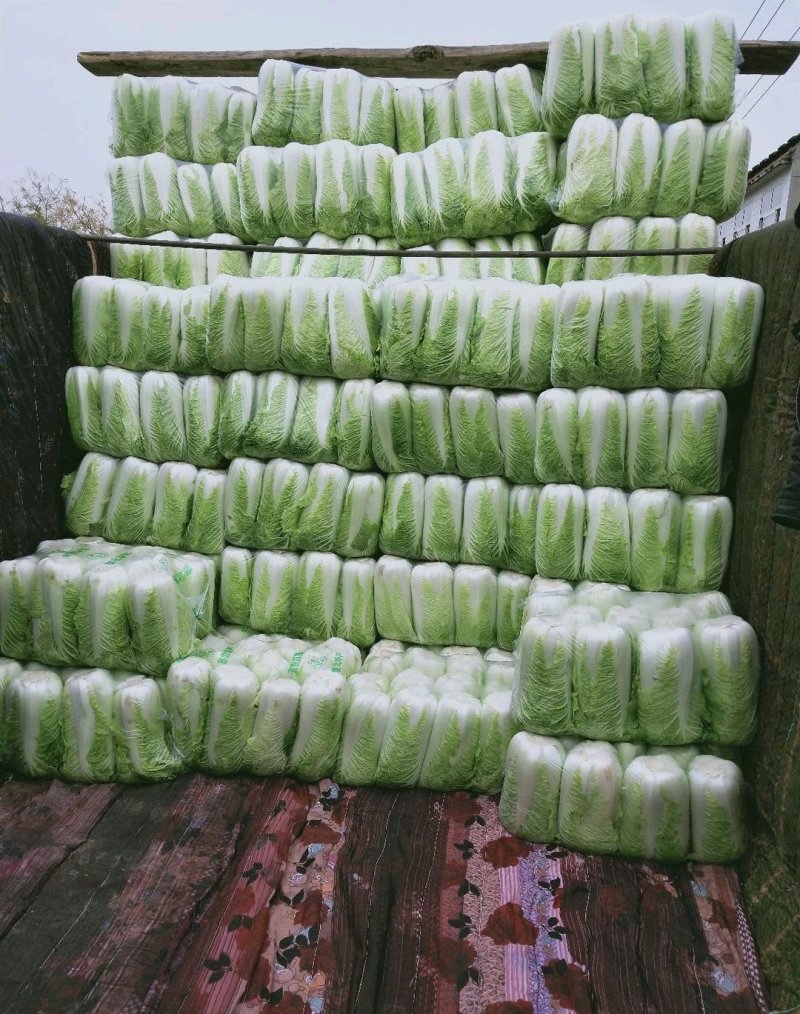大白菜河北省昌黎县，质量可靠，品质值得信赖，欢迎新老客户