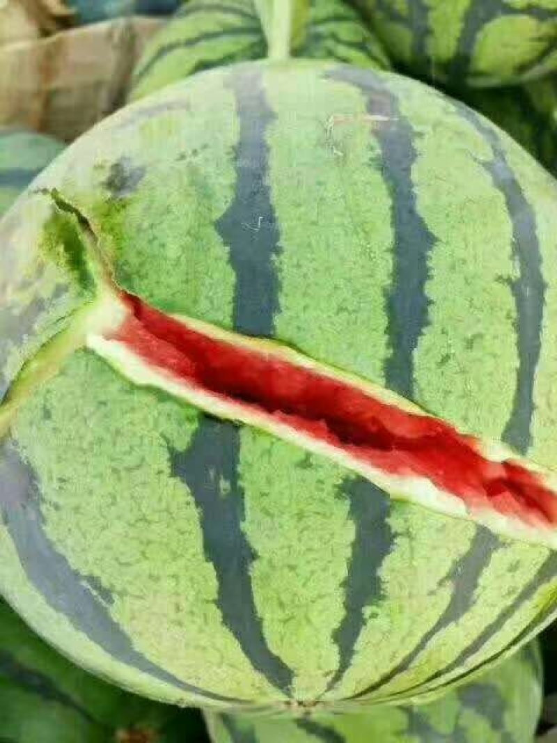 精品吊瓜