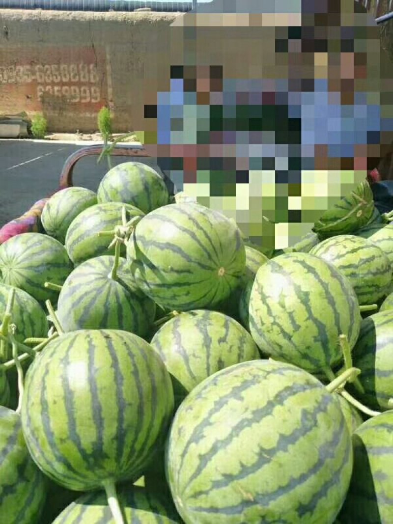 精品吊瓜