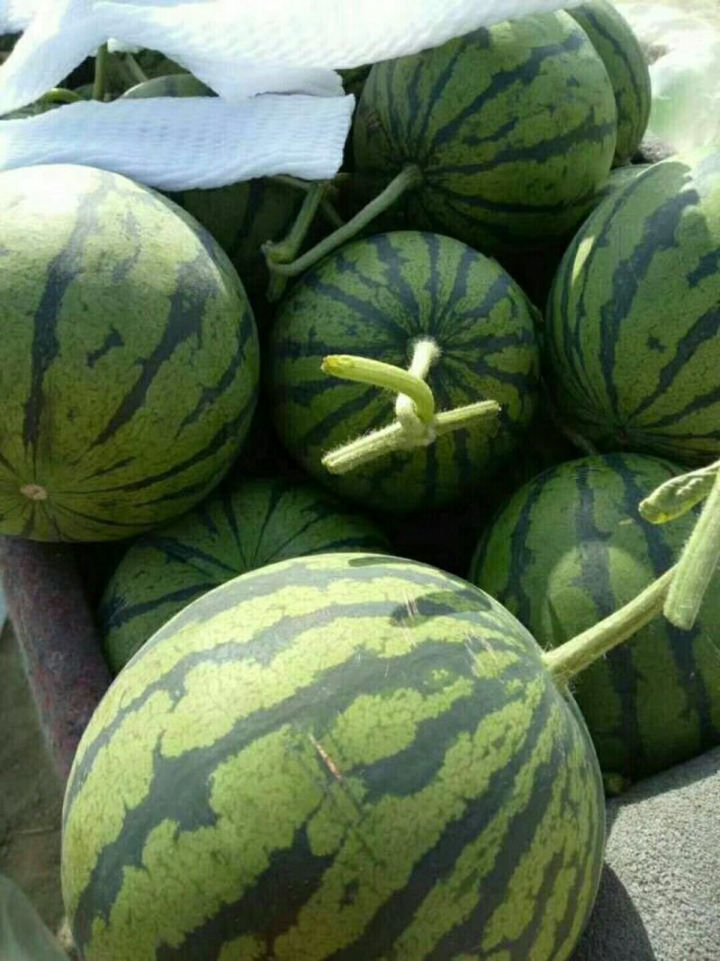 精品吊瓜