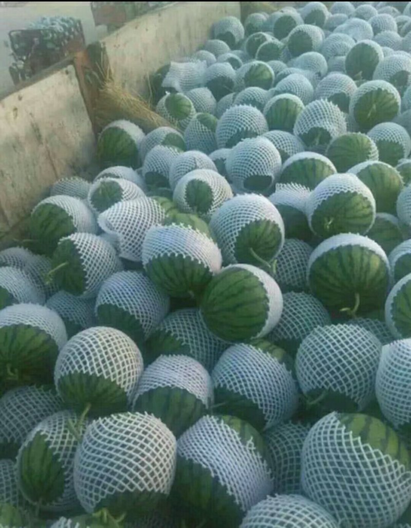 精品吊瓜