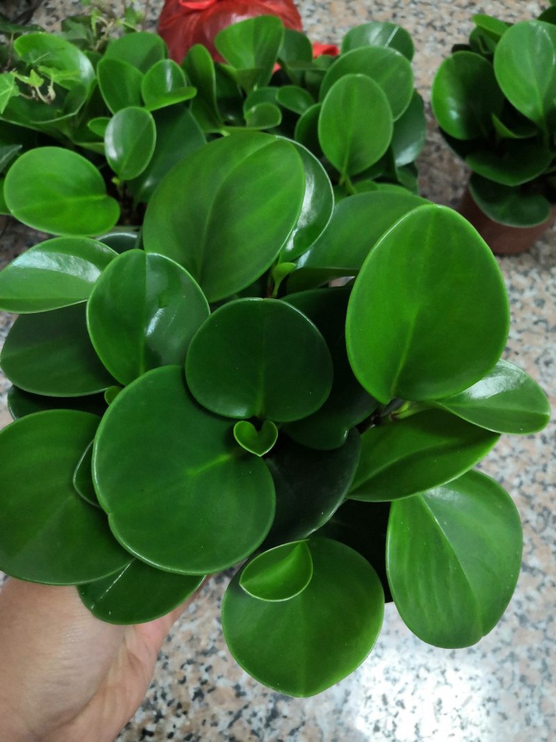 豆瓣绿基地直发，一件起批，邮费自付
