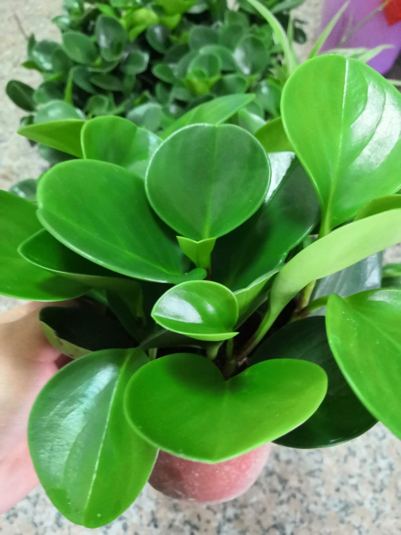 豆瓣绿基地直发，一件起批，邮费自付